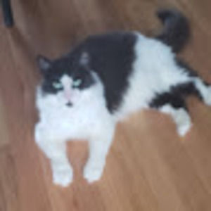 Meet your Posher, Stella